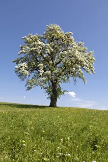 Deciduous Tree Blossom Drucke: Blossoming fruit tree in a meadow