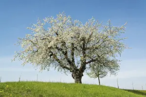 Deserted Orchard Scene Drucke: Blossoming fruit tree in spring