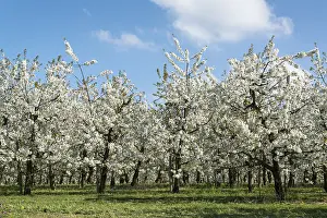 Deciduous Tree Close Up Drucke: Blossoming fruit trees in spring