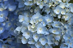 Hydrangea Blossom Drucke: Blossoming Hydrangea (Hydrangea sp)