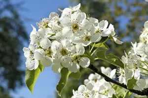 Close Up Flowering Twig Drucke: Blossoming pear tree