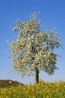 Blossoming Pear Tree Drucke: Blossoming pear tree, fruit tree