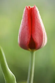 Blossoming Flowers Drucke: Blossoming one red tulip