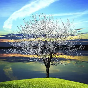 Deserted Evening Scene Drucke: Blossoming tree at sunset