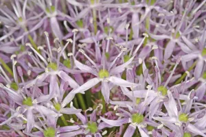 Colorful Blossom Drucke: Blossoms