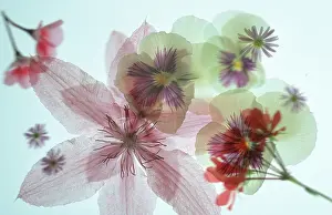 Blossom Photography Drucke: Blossoms