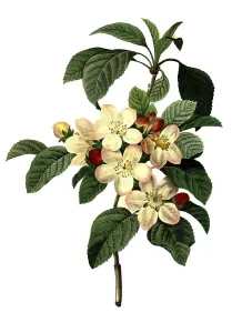 Malus Domestica Photos Drucke: Blossoms of the apple, apple tree