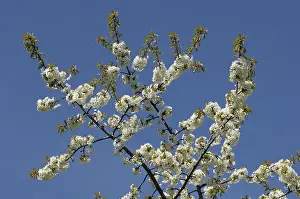 Springtime Flowering Trees Drucke: Blossoms on a cherry tree