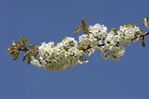 Blue Sky Backgrounds Drucke: Blossoms on a cherry tree