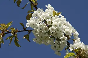 Blue Sky Backgrounds Drucke: Blossoms on a cherry tree