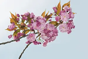 Cherry Tree Blooms Drucke: Blossoms of a cherry tree