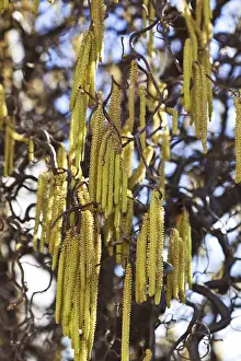 Springtime Blooms Drucke: The blossoms of a hazel in spring