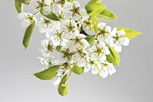 Close Up Apple Blossom Drucke: Blossoms of a Pear (Pyrus)