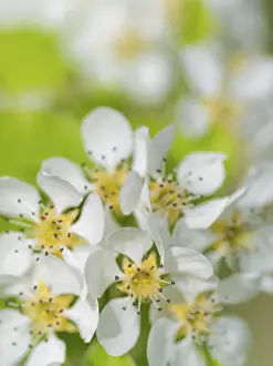 Fruit Tree Bloom Drucke: Blossoms of a pear (Pyrus), fruit tree