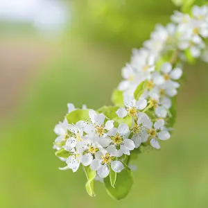 Springtime Flowering Trees Drucke: Blossoms of a pear (Pyrus), fruit tree