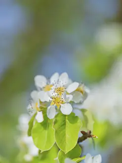 Lower Saxony Landscapes Drucke: Blossoms of a pear (Pyrus), fruit tree