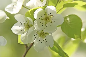 Pollination Process Drucke: Blossoms of a pear tree