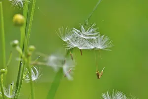 Yellow Flower Europe Drucke: Blowball, Germany