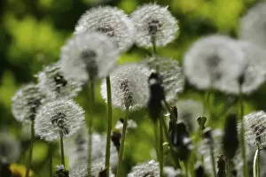 Central Europe Springtime Drucke: Blowball, Spring, Germany