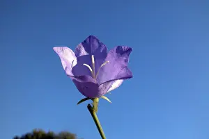 Colorful Flowers Drucke: Blue bellflower