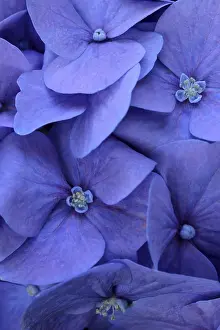 Hydrangea Macrophylla Drucke: Blue bigleaf hydrangea (Hydrangea macrophylla)
