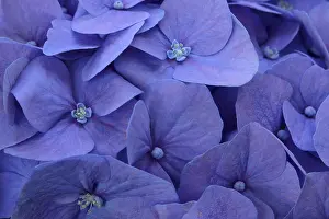 Hydrangea Macrophylla Drucke: Blue bigleaf hydrangea (Hydrangea macrophylla)