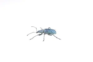 Beetle Insect Photography Drucke: Blue bug isolated on a white background