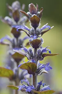 Blue Bugle Plant Drucke: Blue bugle, Bugleherb, Bugleweed