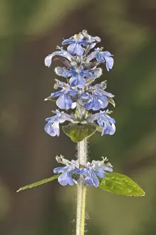 Blue Bugle Drucke: Blue bugle, Bugleherb, Bugleweed