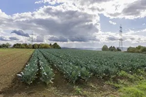 German Countryside Scenery Photo Drucke: Blue cabbage on field, overhead lines