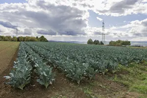 High Voltage Power Line Germany Drucke: Blue cabbage on field, overhead lines