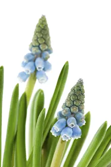 Spring Blooming Flowers Drucke: Blue common grape hyacinths in spring and macro