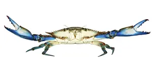 Animals In The Wild Photography Drucke: Blue Crab with White Background, Attack