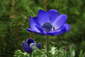 Deserted Blue Flowers Drucke: Blue crown anemone
