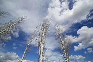 Winter Time Scenery Drucke: Blue dramatic sky in winter with leafless poplar tree branches