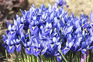 Nature Photography Drucke: Blue dwarf iris (Iris reticulata)