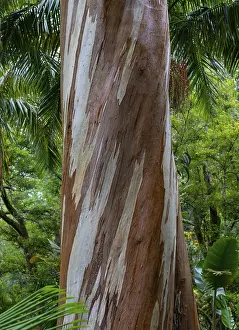 Southern Europe Gardens Drucke: Blue Eucalyptus, also Common Eucalyptus