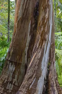 Europe Nature Scenes Drucke: Blue Eucalyptus, also Common Eucalyptus