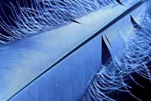 Delicate Plumage Drucke: Blue feather