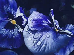 Nature Symbolic Picture Drucke: Blue flower on dark background