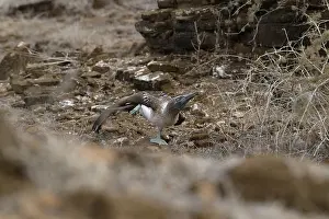 Galapagos Islands Wildlife Drucke: A blue-footed booby performs a mating dance