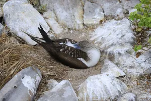 South American Water Birds Drucke: Blue-footed Booby (Sula nebouxii) brooding its eggs
