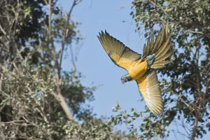 Loro Park Tenerife Drucke: Blue-fronted Macaw (Ara glaucogularis)
