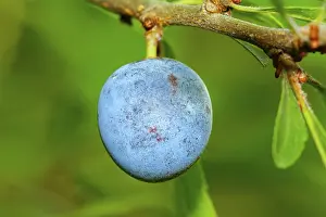 Uninhabited Tree Branches Drucke: Blue fruit on a branch with blurred background