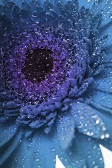 Deserted Lawn Daisies Drucke: Blue gerbera with macro drops as a background