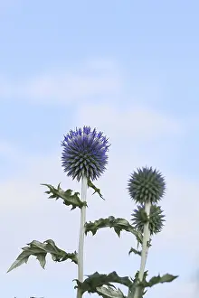 Ornamental Plant Garden Drucke: Blue globe thistle (Echinops ritro)