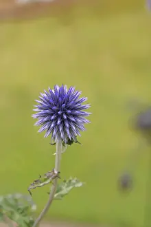 Central Europe Exterior View Drucke: Blue globe thistle (Echinops ritro)