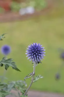 Ornamental Plant Garden Drucke: Blue globe thistle (Echinops ritro)