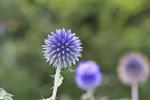 Ornamental Plant Garden Drucke: Blue globe thistle (Echinops ritro)