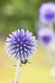 Ornamental Plant Garden Drucke: Blue globe thistle (Echinops ritro)
